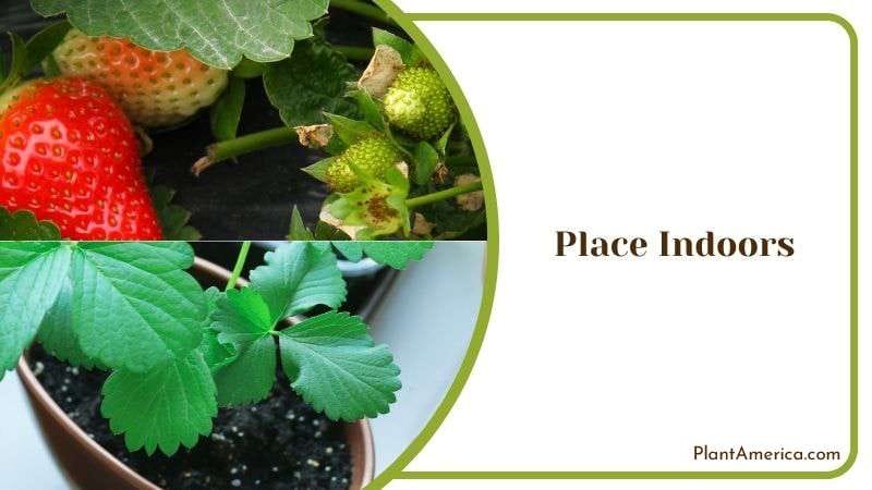 Place Strawberry Plants Indoors Plant America