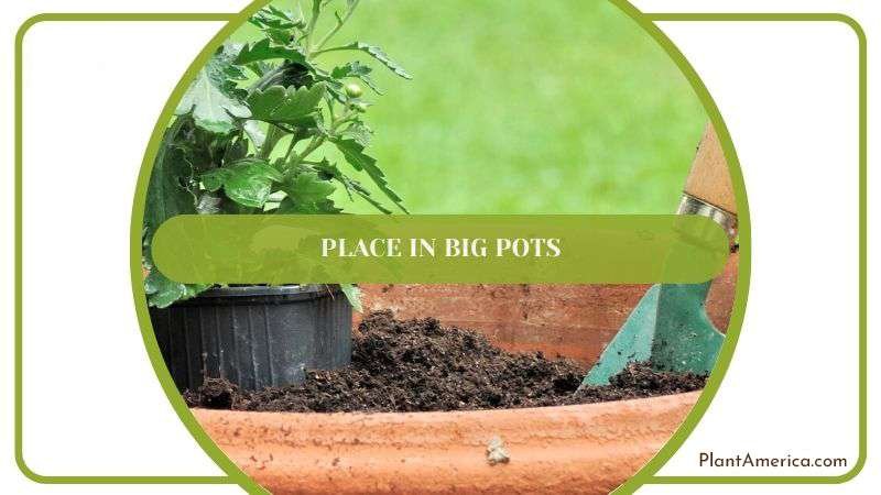 Place in Big Pots Plant America Place in Big Pots Plant America