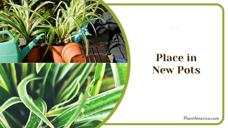 Place in New Pots Plant America Place in New Pots Plant America