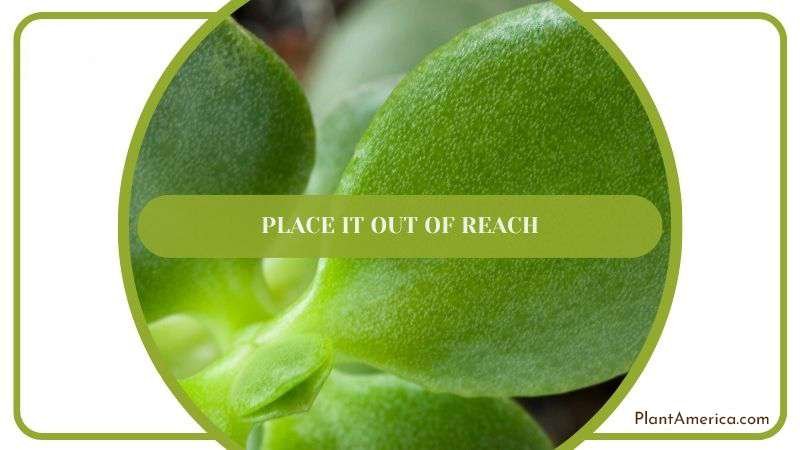 Place it Out of Reach Plant America