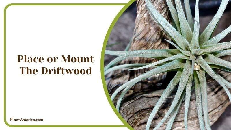 Place or Mount the Driftwood Plant America Place or Mount the Driftwood Plant America