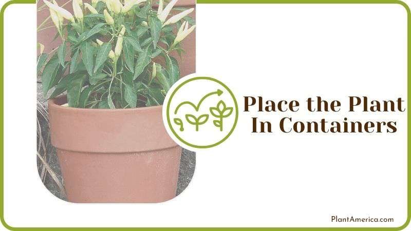 Place the Plant in Containers Plant America
