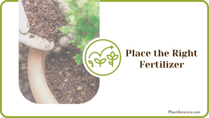Place the Right Fertilizer on The Soil Plant America