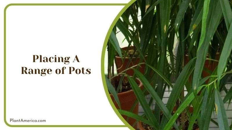 Placing A Range of Pots Plant America