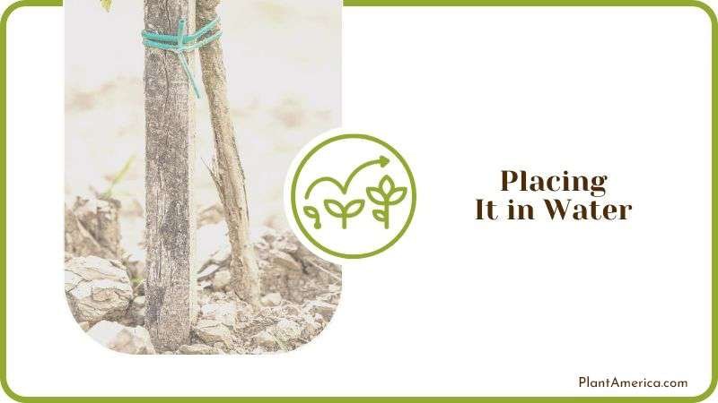 Placing Vine Plant in Water PlantAmerica
