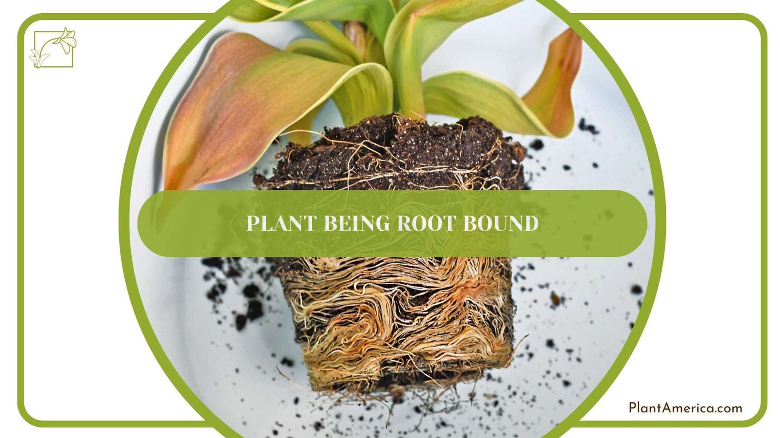 Plant Being Root Bound PlantAmerica