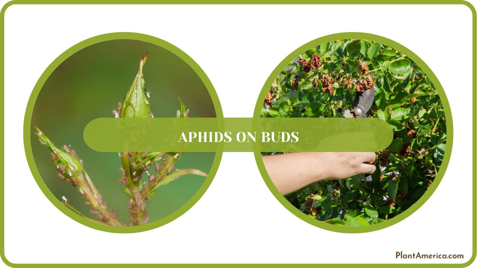 Plant Care for Infested Buds PlantAmerica