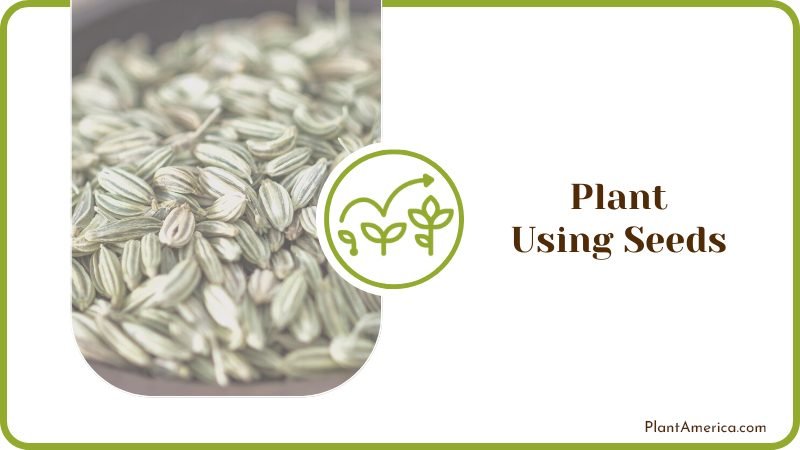 Plant Carnivorous Plants Using Seeds Plant America