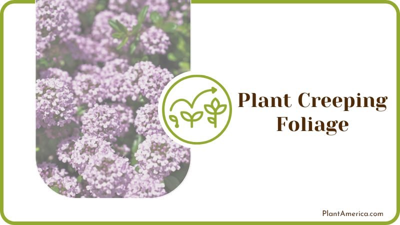 Plant Creeping Foliage Plant America