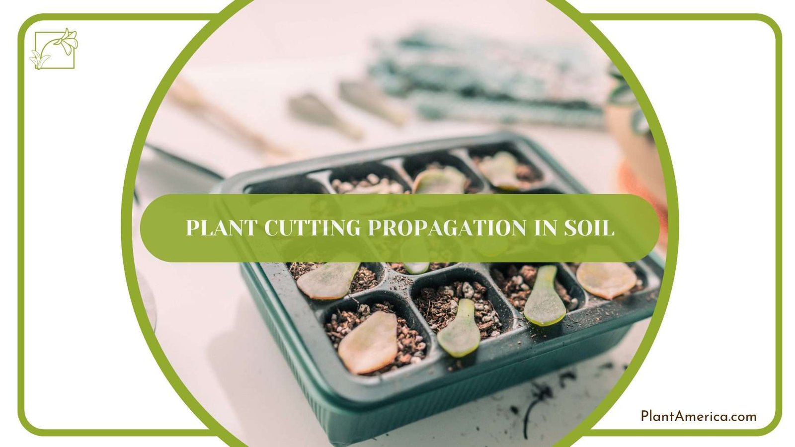 Plant Cutting Propagation in Soil PlantAmerica