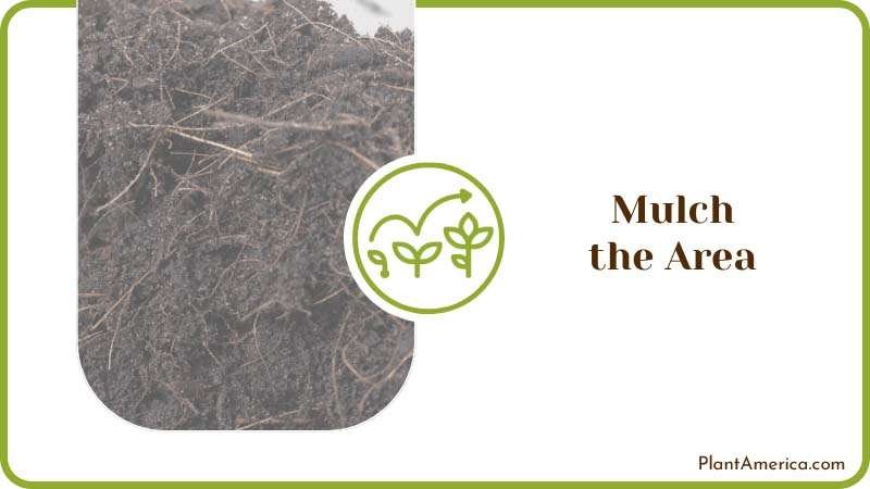 Plant Growth with Mulched Soil Plant America