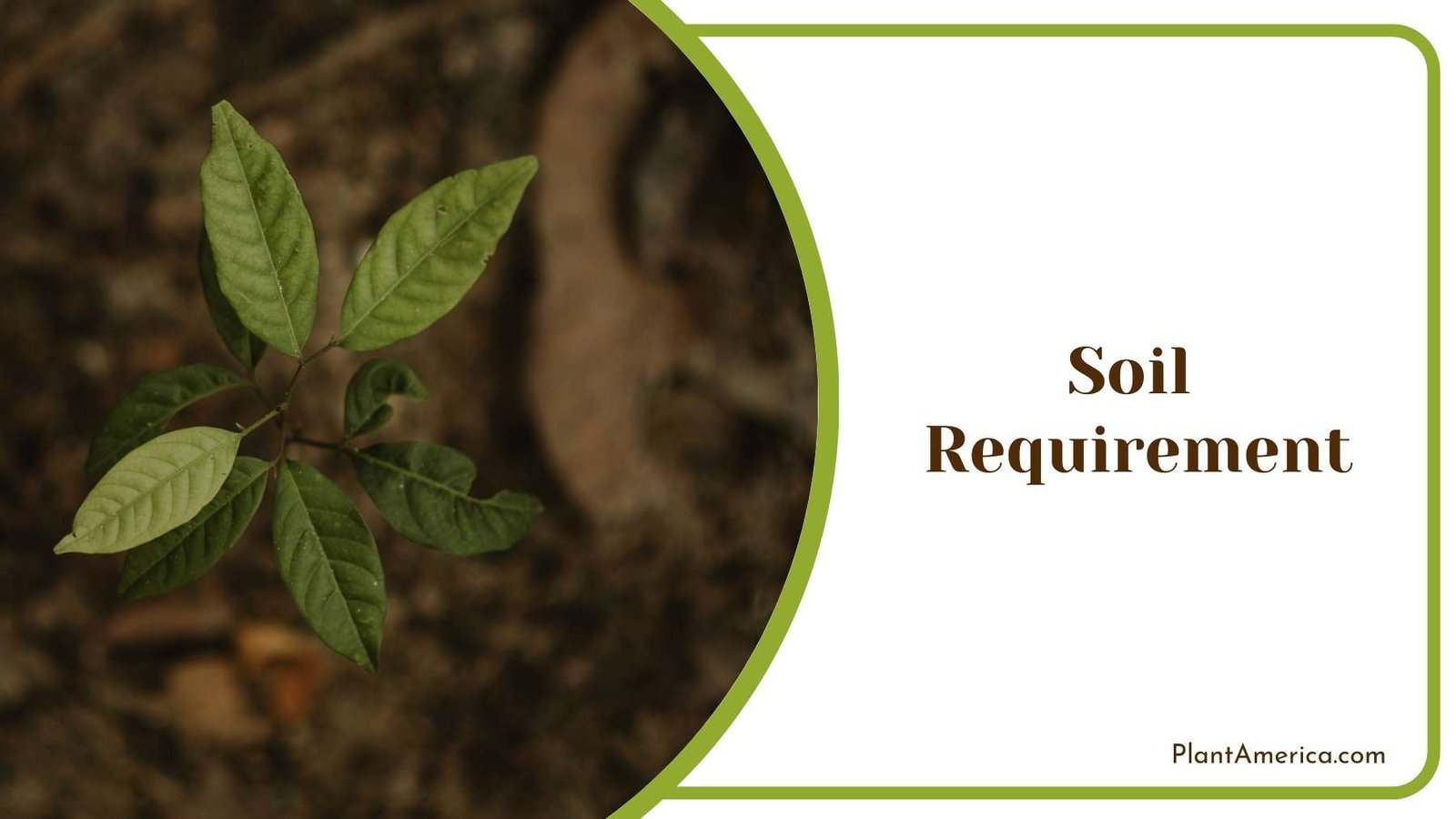 Plant In a Soil Plant America