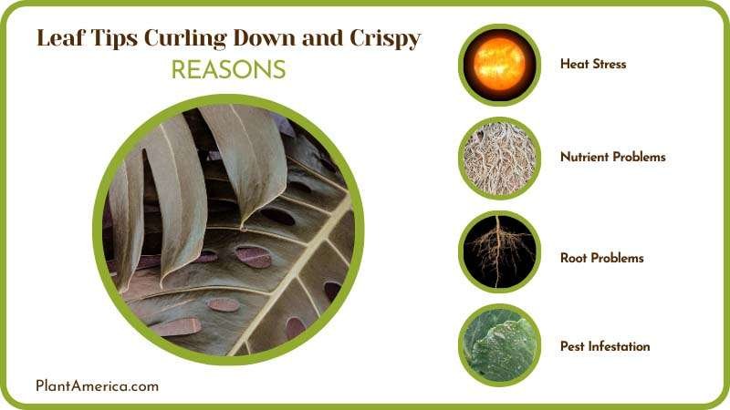 Plant Leaf Tips Curling Down Plant America