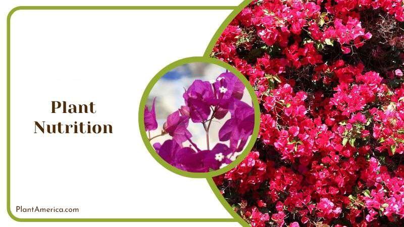 Plant Nutrition Plant America Plant Nutrition Plant America