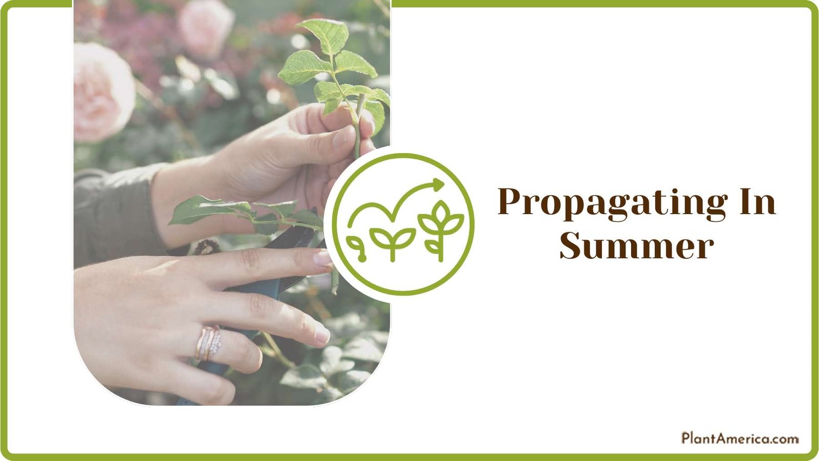 Plant Propagation in Summer Plant America