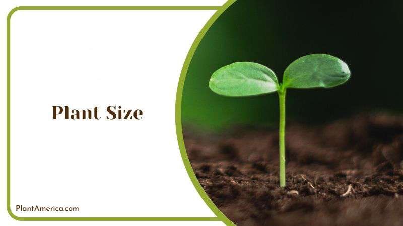 Plant Size Plant America Plant Size Plant America
