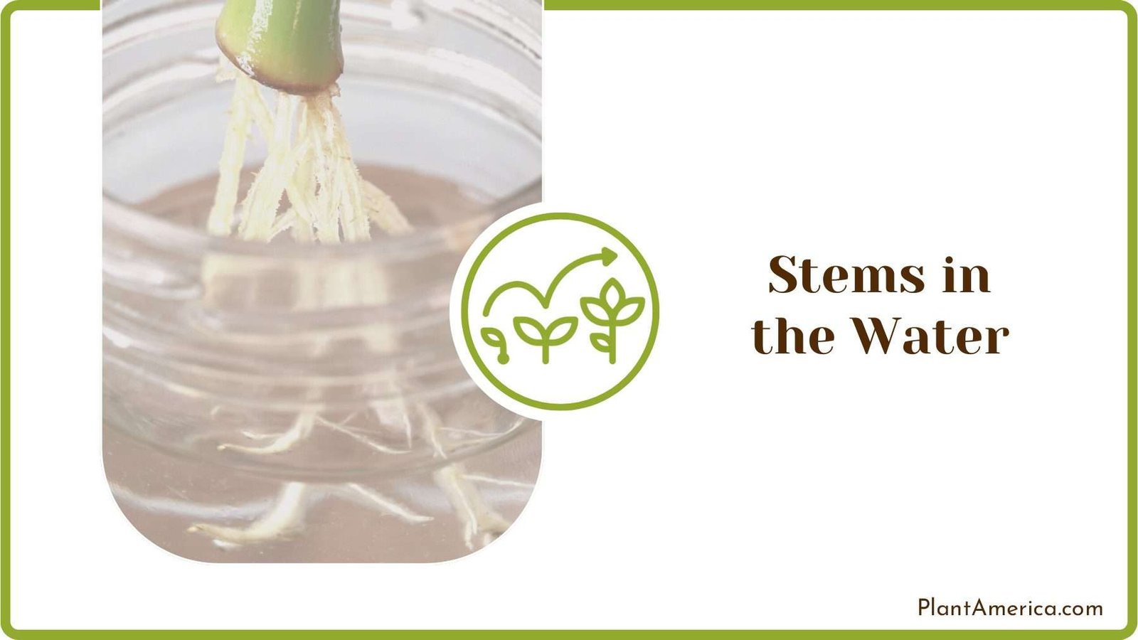 Plant Stems in the Water Plant America