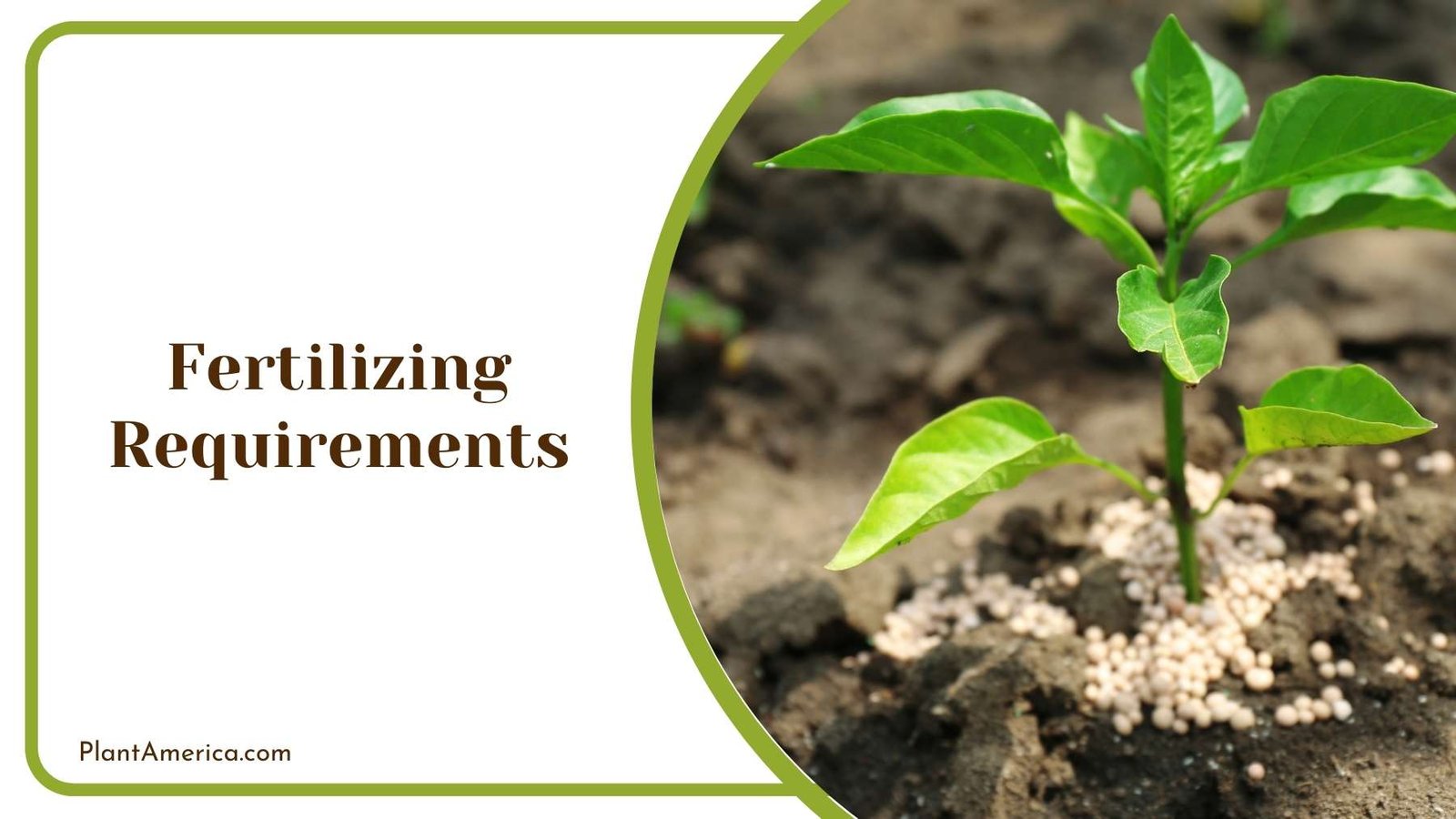 Plant Taking Strength From Fertilizer Plant America