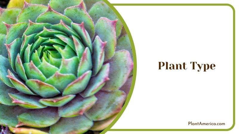 Plant Type Plant America Plant Type Plant America