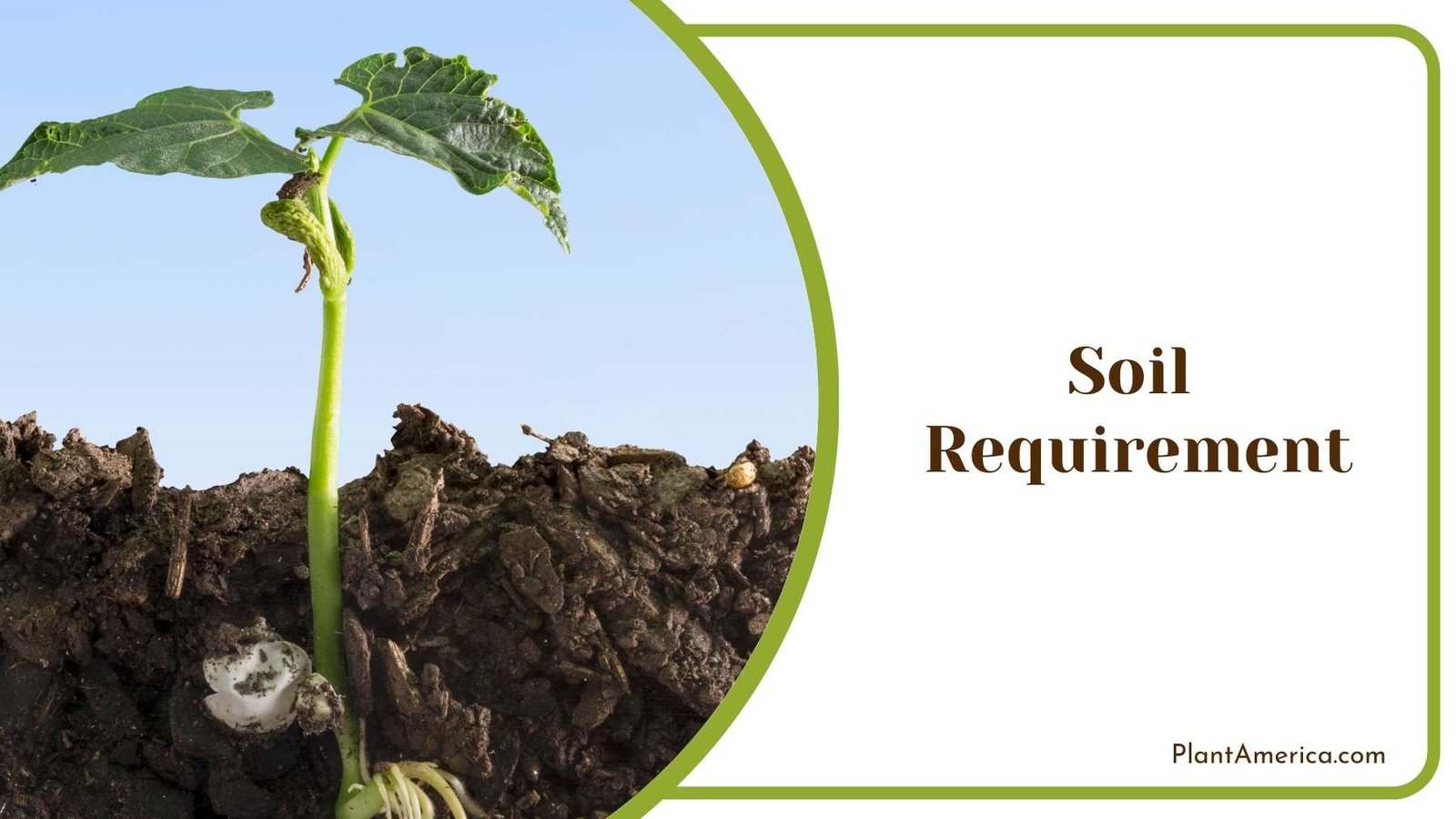 Plant Under Ground Plant America