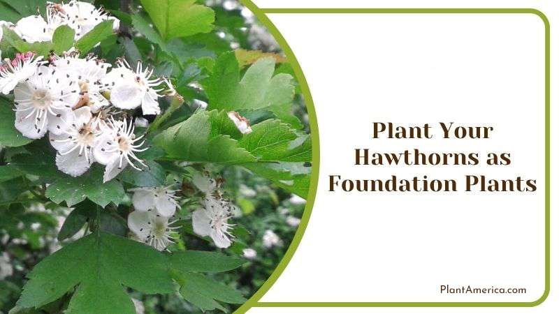 Plant Your Hawthorns as Foundation Plants PlantAmerica