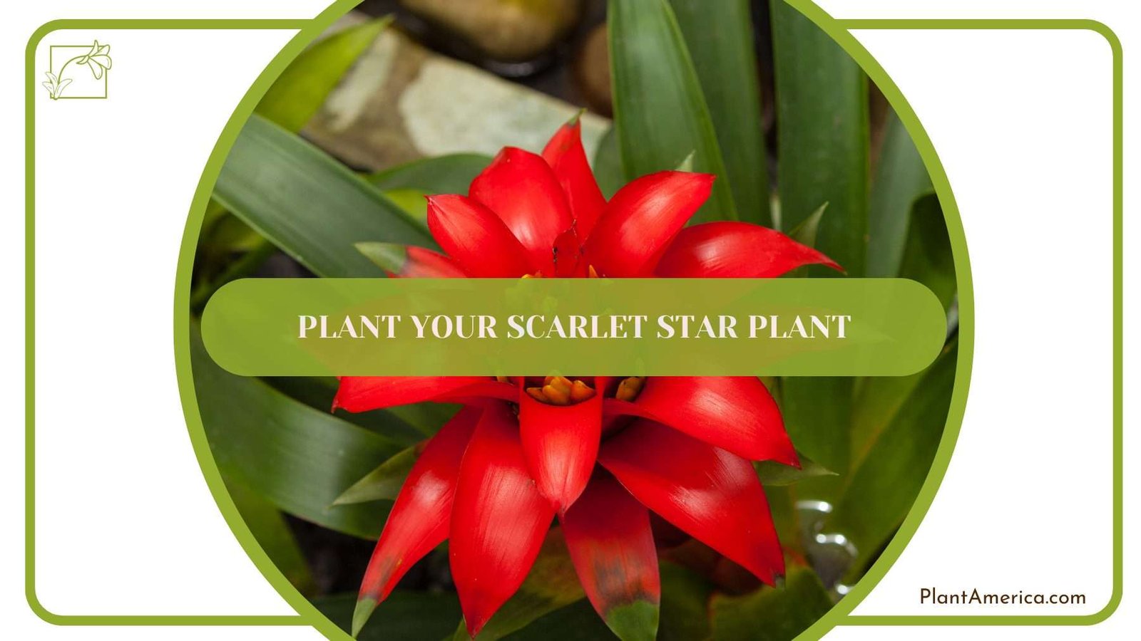 Plant Your Scarlet Star Plant PlantAmerica