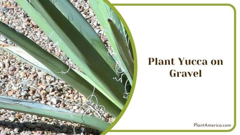 Plant Yucca on Gravel Plant America