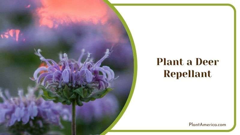 Plant a Deer Repellant Plantamerica