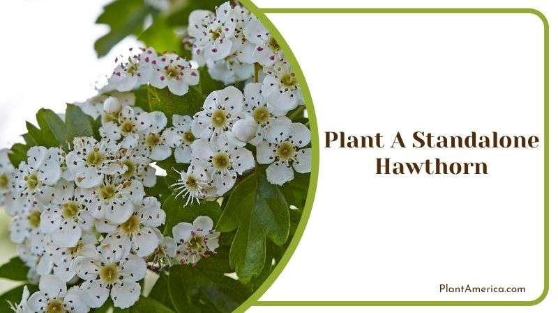 Plant a Standalone Hawthorn PlantAmerica
