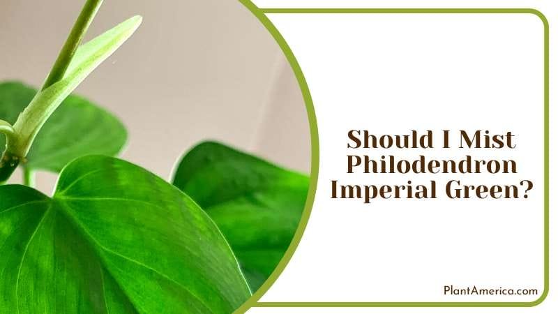 Plant that Shines in Any Setting Plant America