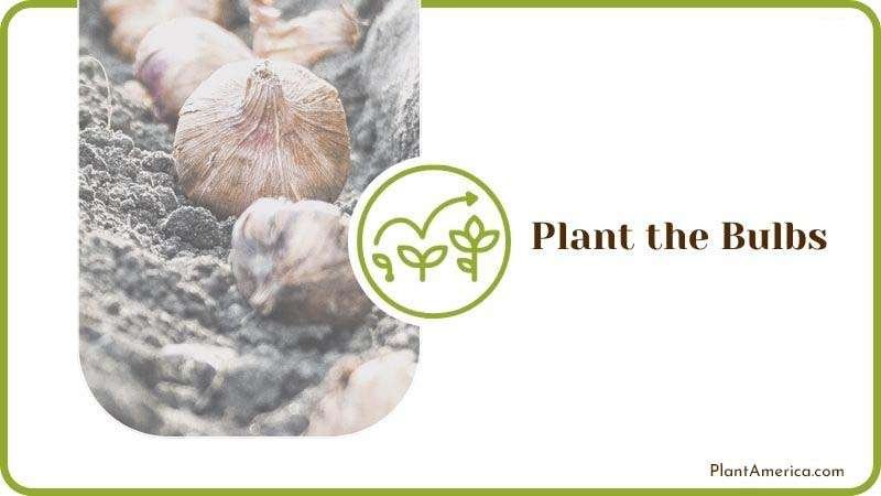 Plant the Bulbs of Gladiolus PlantAmerica