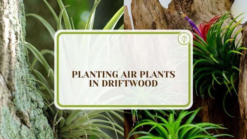 Planting Air Plants in Driftwood Plant America Planting Air Plants in Driftwood: The Right and Easy Way