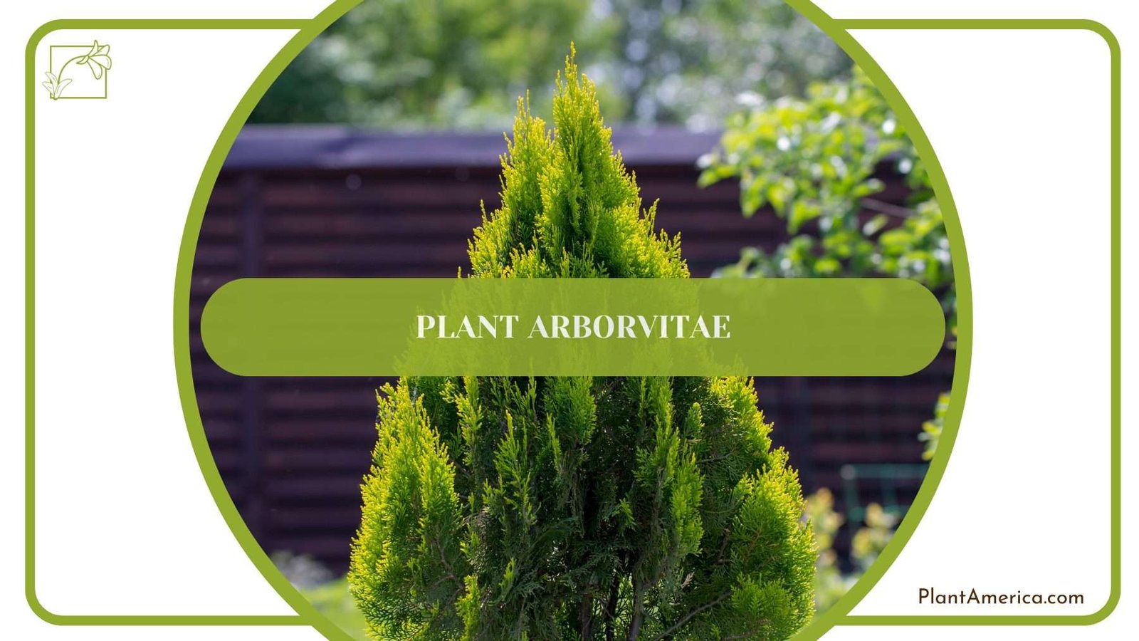 Planting Arborvitae PlantAmerica