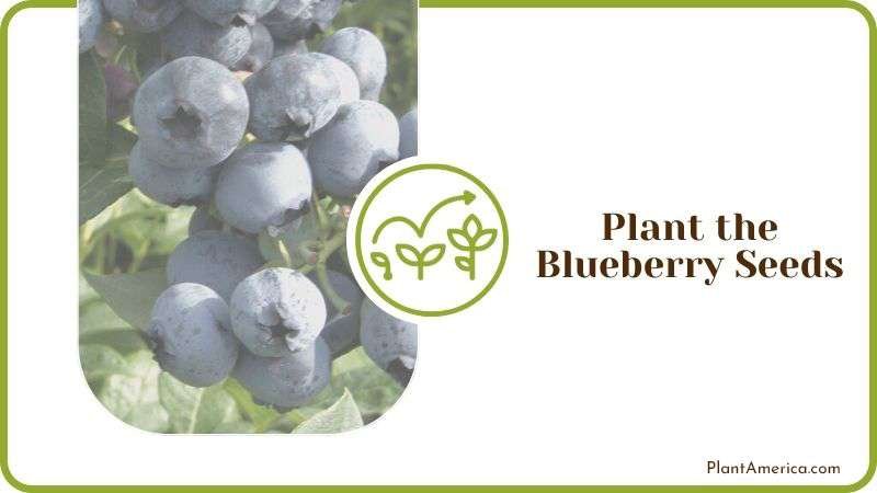 Planting Blueberry Seeds Plant America