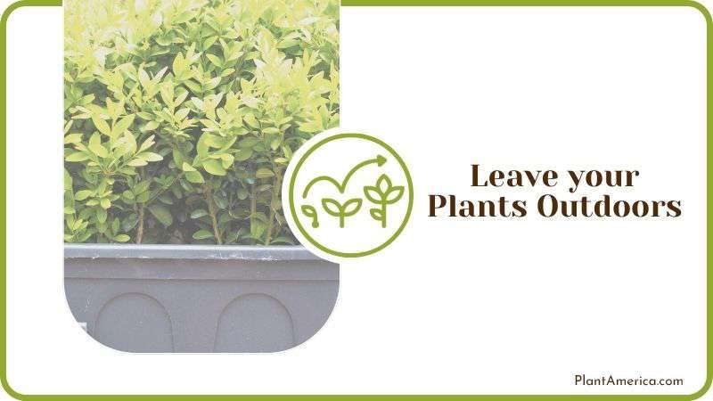Planting Boxwood Shrubs Outdoor Plant America
