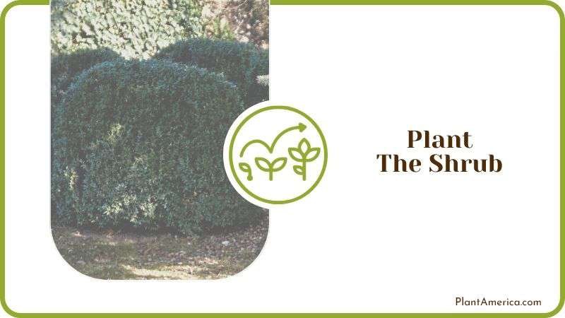 Planting Boxwood Shrubs Plant America
