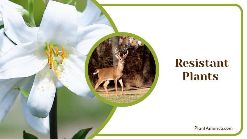 Planting Deer Resistant Plants Plant America