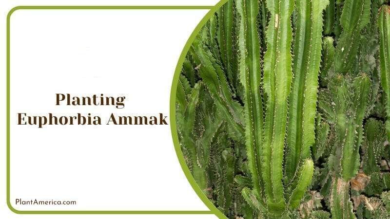 Planting Euphorbia Ammak Plant America