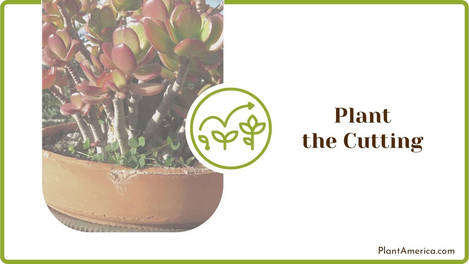 Planting Jade in a Pot Plant America
