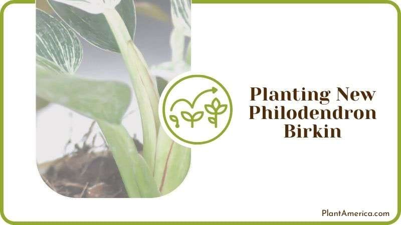 Planting New Philodendron Birkin PlantAmerica Planting New Philodendron Birkin PlantAmerica