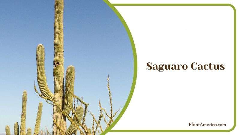 Planting Saguaro Cactus Plant America Planting Saguaro Cactus Plant America