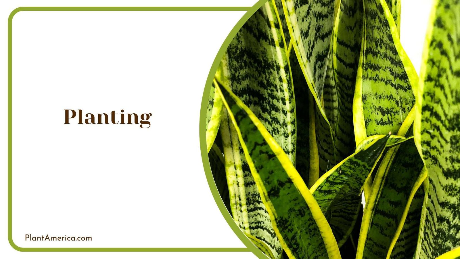 Planting Sansevieria Night Owl Plant America Planting Sansevieria Night Owl Plant America