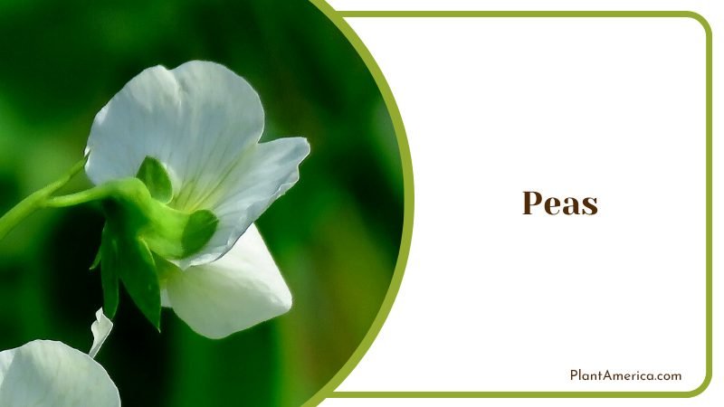 Planting Sweet Peas Plant America