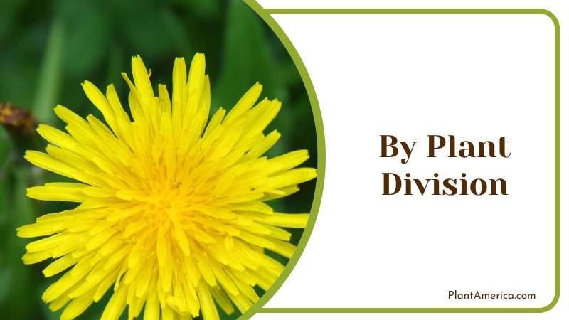 Planting Taraxacum Albidum by Plant Division Plant America Planting Taraxacum Albidum by Plant Division Plant America