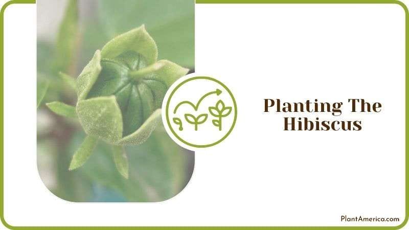 Planting The Hibiscus Plant America