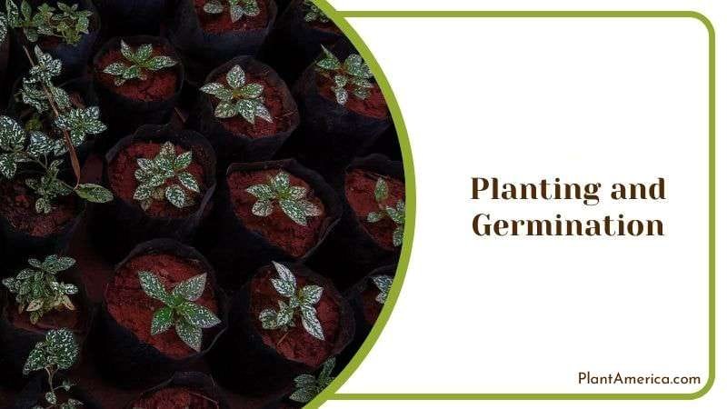 Planting and Germination Plant America