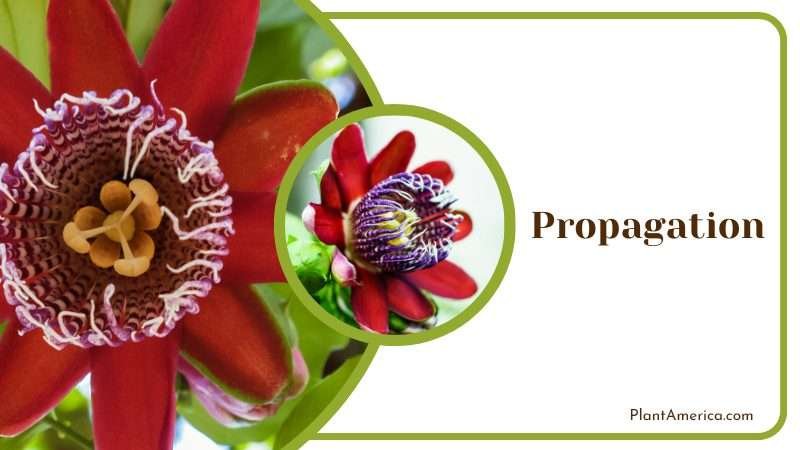 Planting more Passiflora alata Plant America Planting more Passiflora alata Plant America