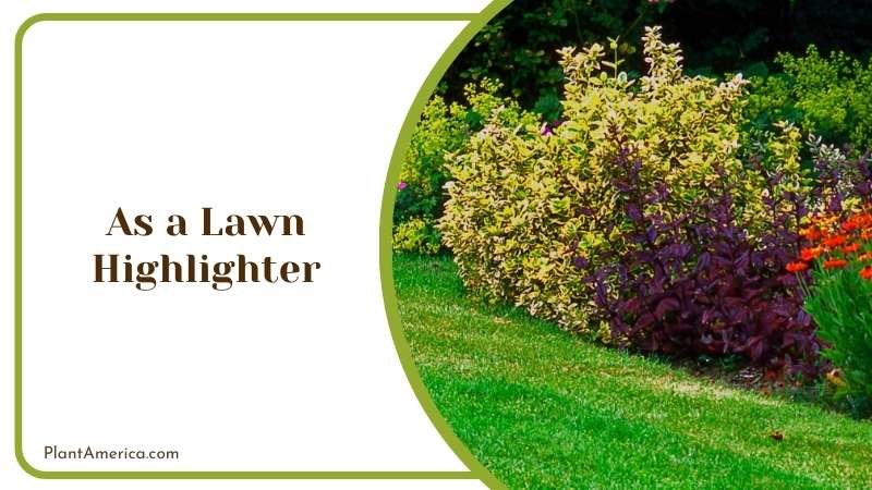 Plants As a Lawn Highlighter Plant America