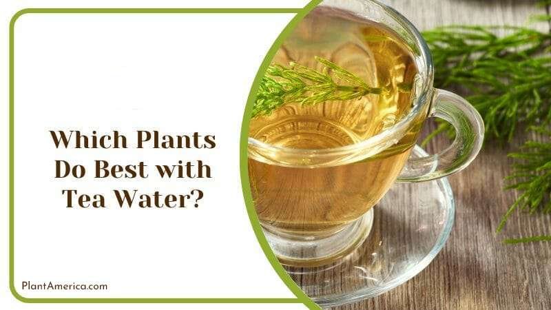 Plants Grow with Tea Plant America