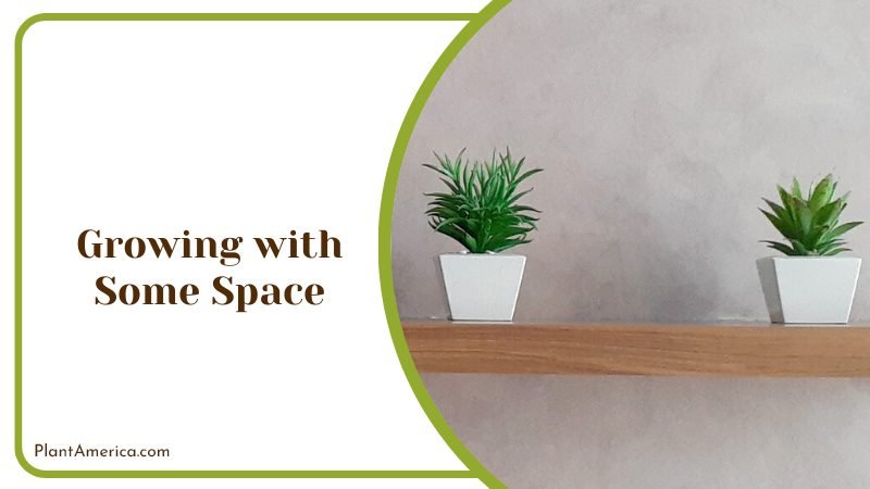 Plants Growing with Some Space Plant America